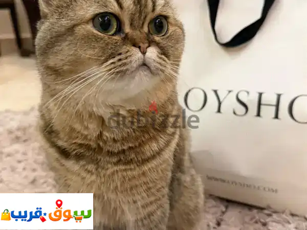 قطة للبيع: ودودة، محبوبة، ورفيقة عائلتك المثالية!