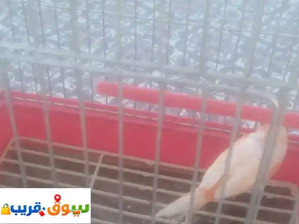 كناري ميوزك اجنبي باللون الاحمر و الابيض