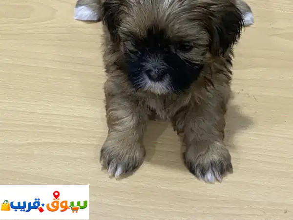 تبنَّ جرو شي تزو ساحر: جراء بعمر 4 أسابيع تنتظر...