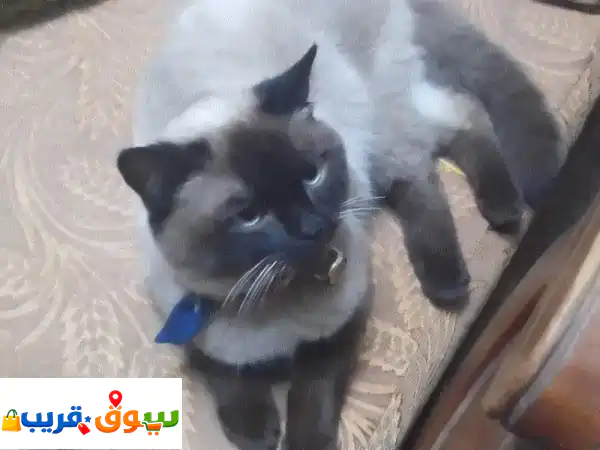 فرصة لا تعوض! 🐾 قط هملايا ذكر أصيل وودود (1 سنة و3...