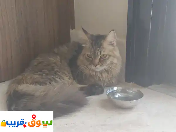 تبنى الآن قط أنجورا تركي ذكر مجاناً! أليف، مدرب،...
