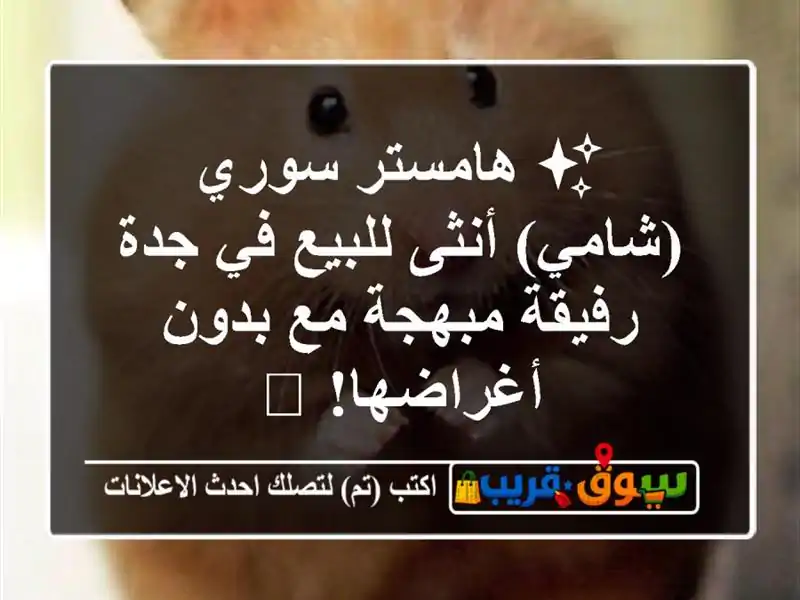 ✨ هامستر سوري (شامي) أنثى للبيع في جدة - رفيقة...