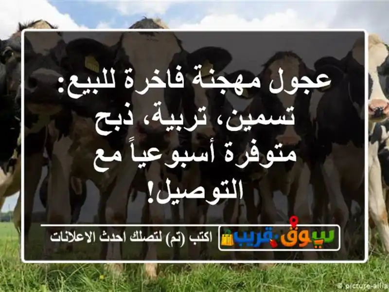 عجول مهجنة فاخرة للبيع: تسمين، تربية، ذبح -...