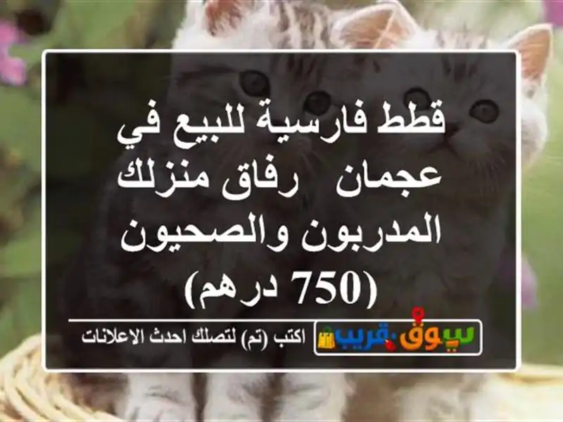 قطط فارسية للبيع في عجمان - رفاق منزلك...