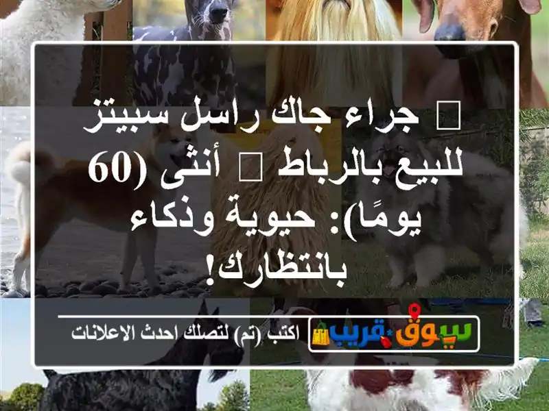 🌟 جراء جاك راسل سبيتز للبيع بالرباط 🌟 أنثى (60...