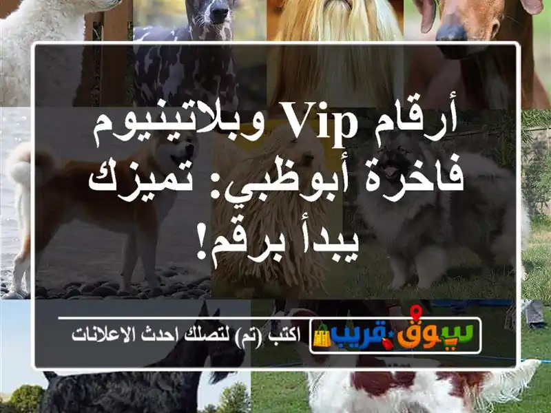 أرقام VIP وبلاتينيوم فاخرة أبوظبي: تميزك يبدأ برقم!