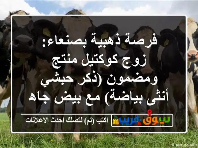 فرصة ذهبية بصنعاء: زوج كوكتيل منتج ومضمون (ذكر حبشي...