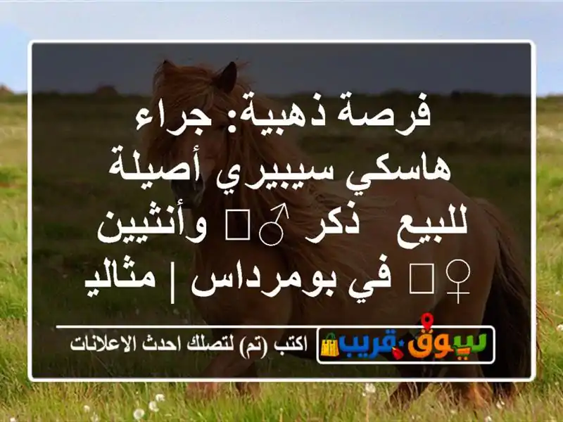 فرصة ذهبية: جراء هاسكي سيبيري أصيلة للبيع - ذكر...