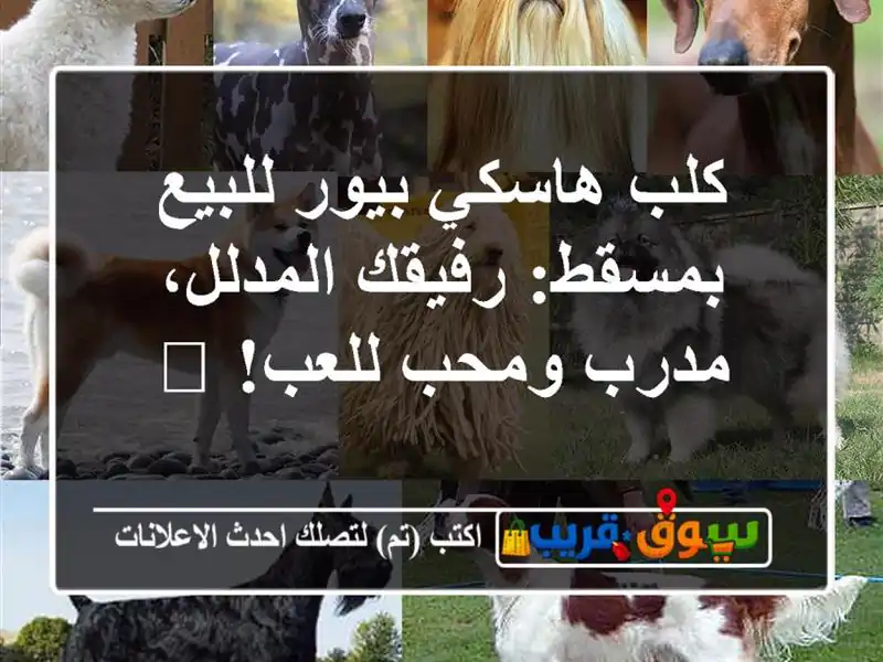كلب هاسكي بيور للبيع بمسقط: رفيقك المدلل، مدرب...