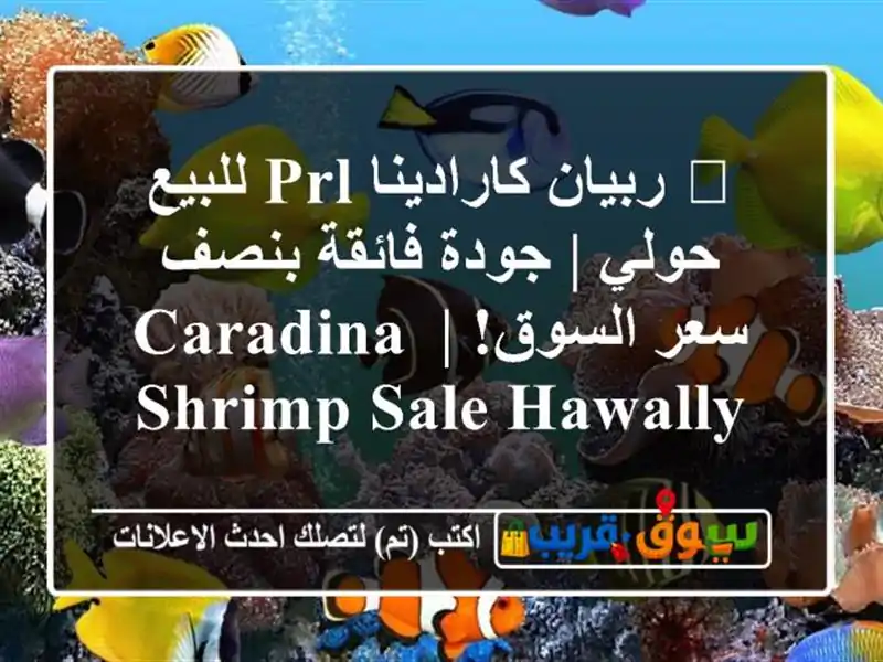 🦐 ربيان كارادينا PRL للبيع حولي | جودة فائقة بنصف...