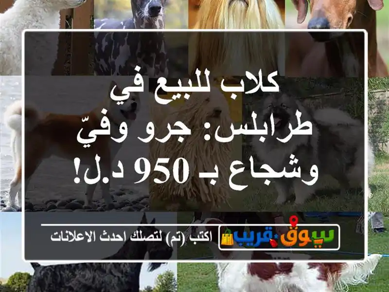 كلاب للبيع في طرابلس: جرو وفيّ وشجاع بـ 950 د.ل!