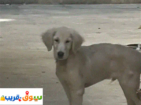 🐾 جرو جولدن ريتريفر ساحر بعمر 4 أشهر – مطعم...