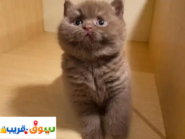 قطة بريتش شورت هير للبيع | عمر 9 أسابيع | مطعمة...