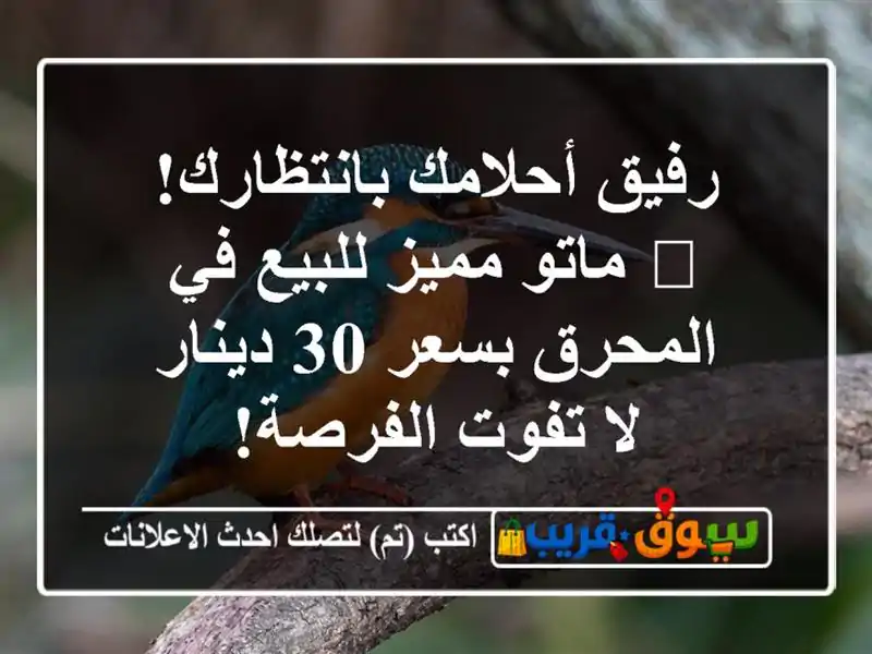 رفيق أحلامك بانتظارك! 🐦 ماتو مميز للبيع في...