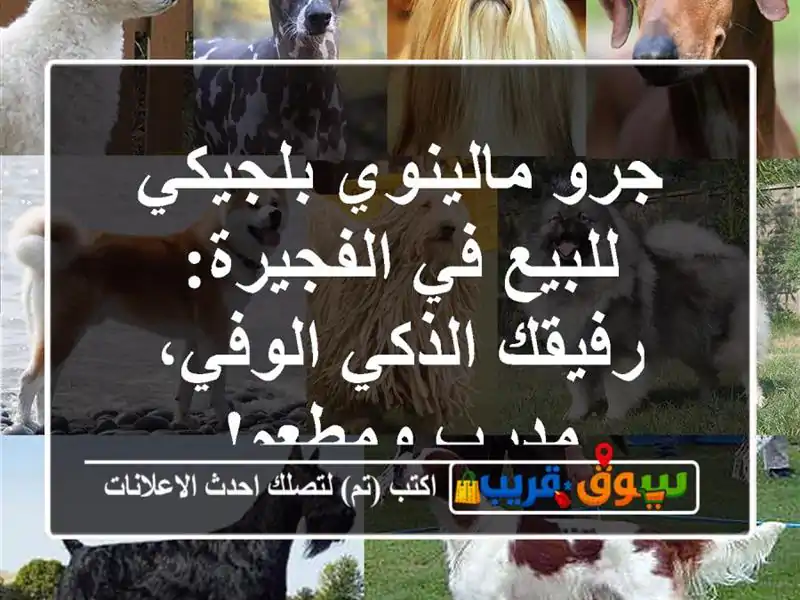 جرو مالينوي بلجيكي للبيع في الفجيرة: رفيقك...
