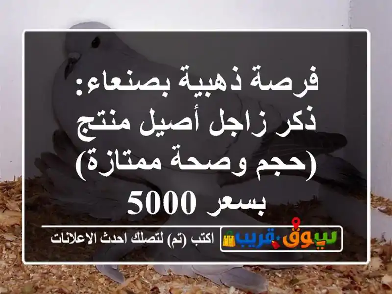 فرصة ذهبية بصنعاء: ذكر زاجل أصيل منتج (حجم وصحة...