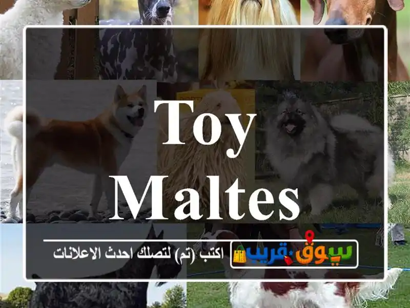 Toy maltes