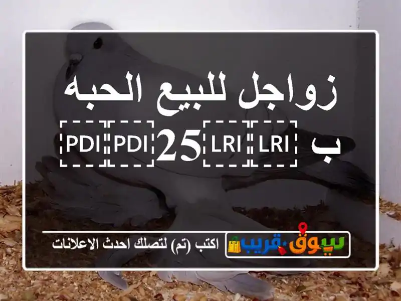 زواجل للبيع الحبه ب ⁦⁦25⁩⁩