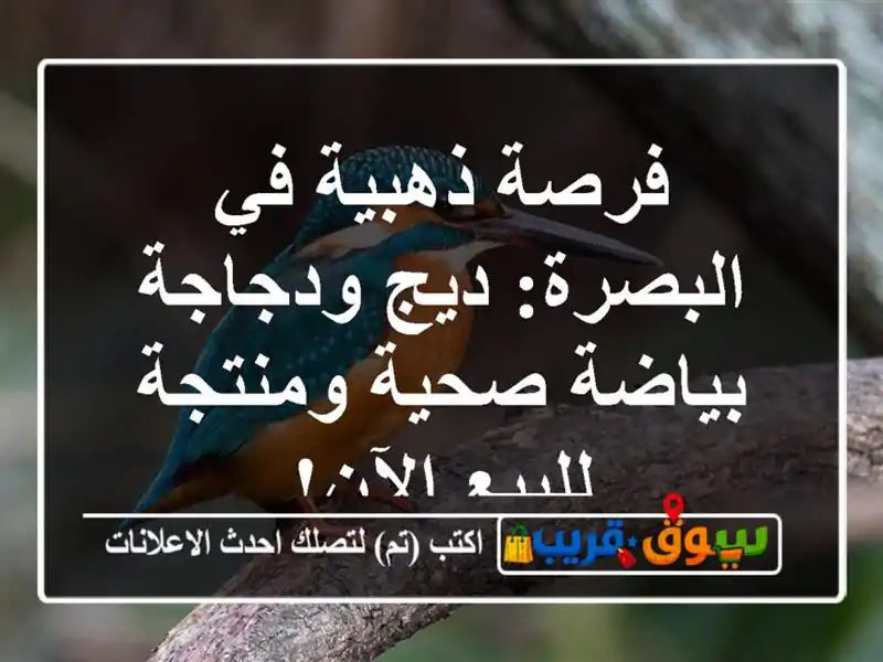 فرصة ذهبية في البصرة: ديج ودجاجة بياضة صحية...