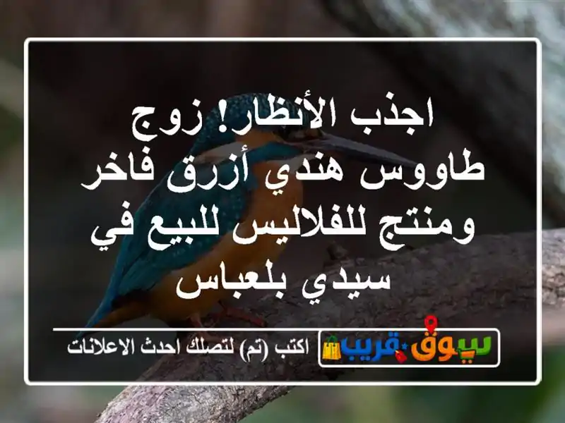 اجذب الأنظار! زوج طاووس هندي أزرق فاخر ومنتج...
