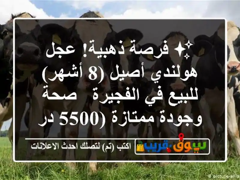 ✨ فرصة ذهبية! عجل هولندي أصيل (8 أشهر) للبيع في الفجيرة...
