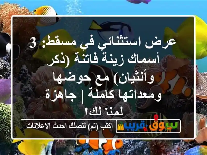 عرض استثنائي في مسقط: 3 أسماك زينة فاتنة (ذكر...