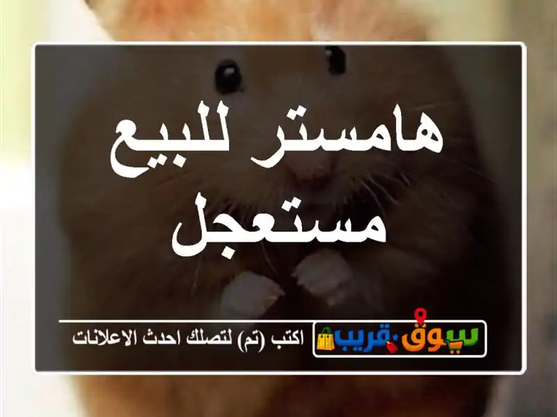 هامستر للبيع مستعجل