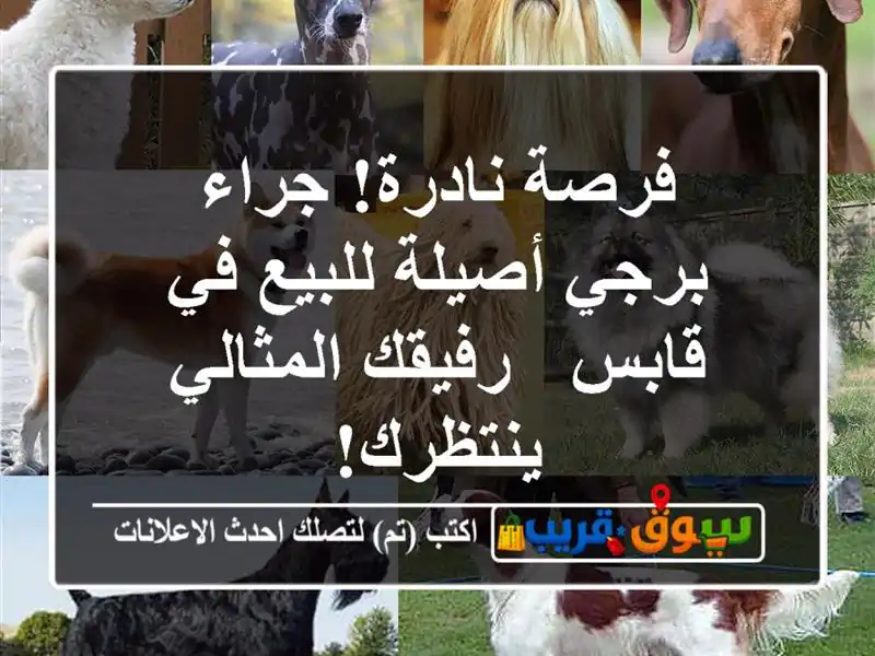 فرصة نادرة! جراء برجي أصيلة للبيع في قابس -...