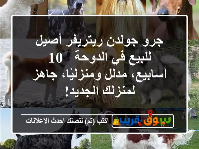 جرو جولدن ريتريفر أصيل للبيع في الدوحة - 10 أسابيع،...