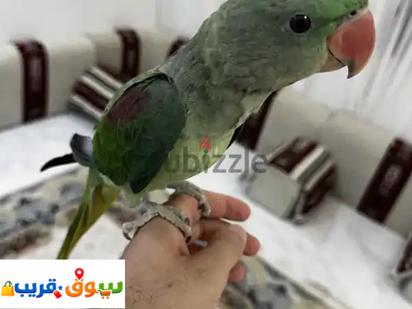 🔥 فرصة ذهبية: متو نيبالي ذكر جامبو أليف وصحة ممتازة...