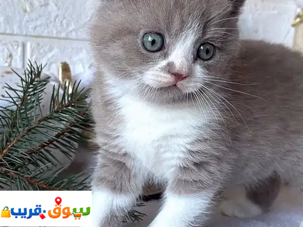 قطط بريطانية قصيرة الشعر للتبني. تم تطعيمها وعلاجها...