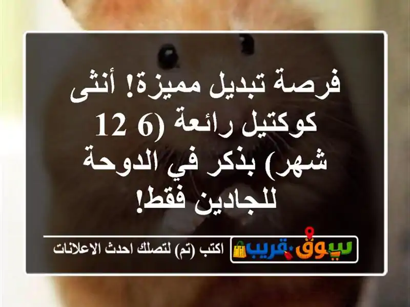 فرصة تبديل مميزة! أنثى كوكتيل رائعة (6-12 شهر) بذكر...
