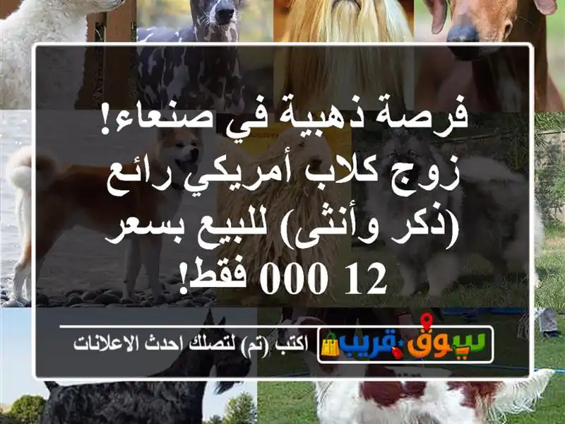 فرصة ذهبية في صنعاء! زوج كلاب أمريكي رائع (ذكر...