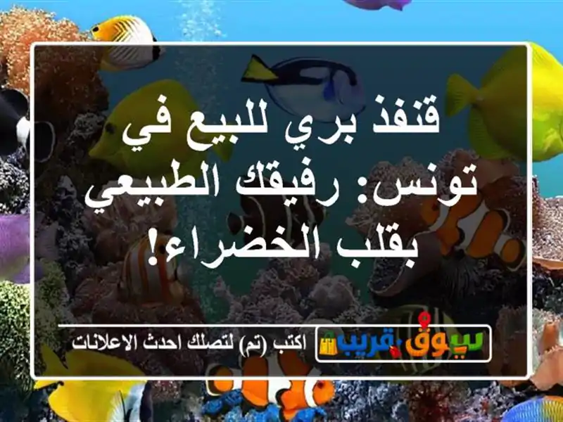 قنفذ بري للبيع في تونس: رفيقك الطبيعي بقلب الخضراء!