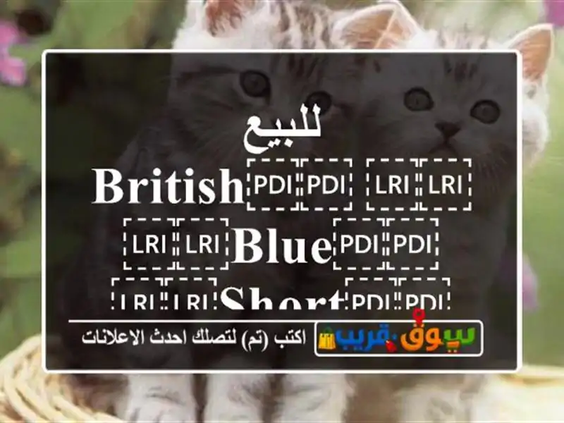 للبيع ⁦⁦British⁩⁩ ⁦⁦blue⁩⁩ ⁦⁦short⁩⁩ ⁦⁦hair⁩⁩ ⁦⁦fold⁩⁩