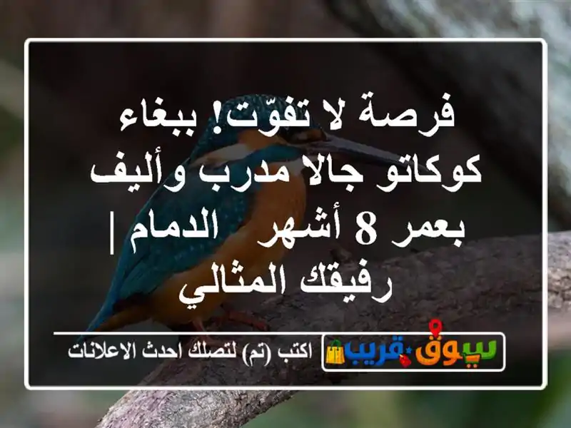 فرصة لا تفوّت! ببغاء كوكاتو جالا مدرب وأليف بعمر 8...