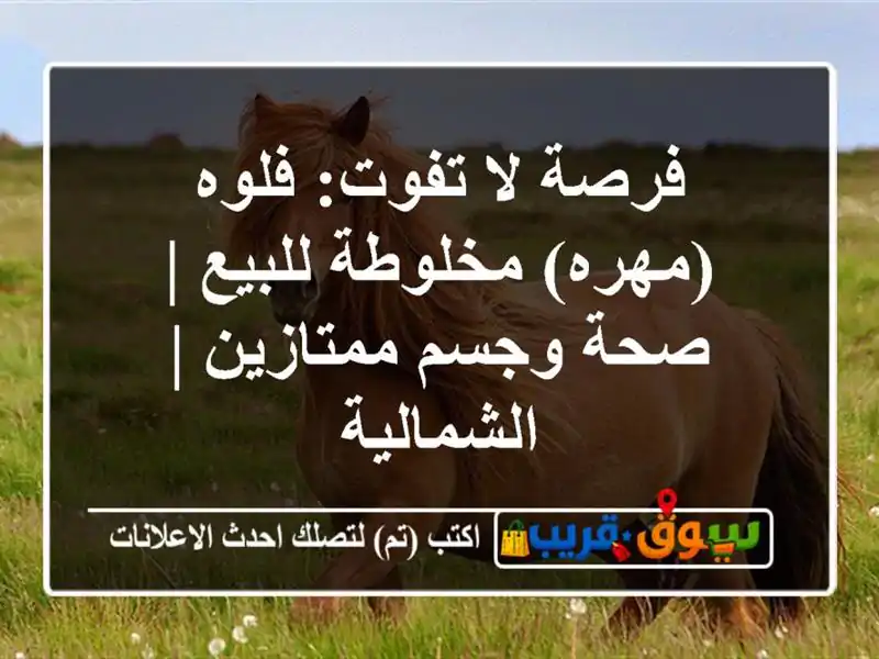 فرصة لا تفوت: فلوه (مهره) مخلوطة للبيع | صحة...