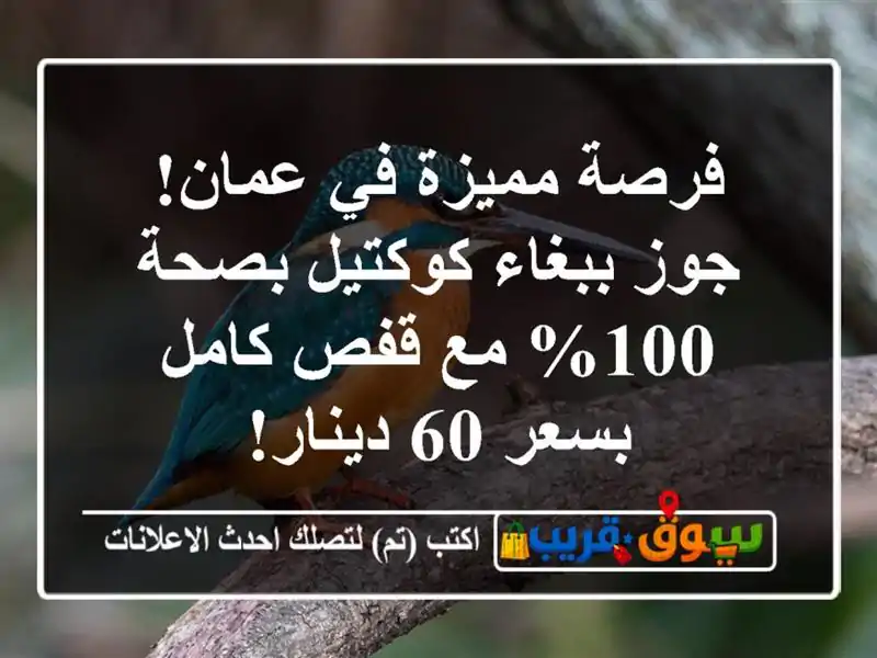 فرصة مميزة في عمان! جوز ببغاء كوكتيل بصحة 100% مع...