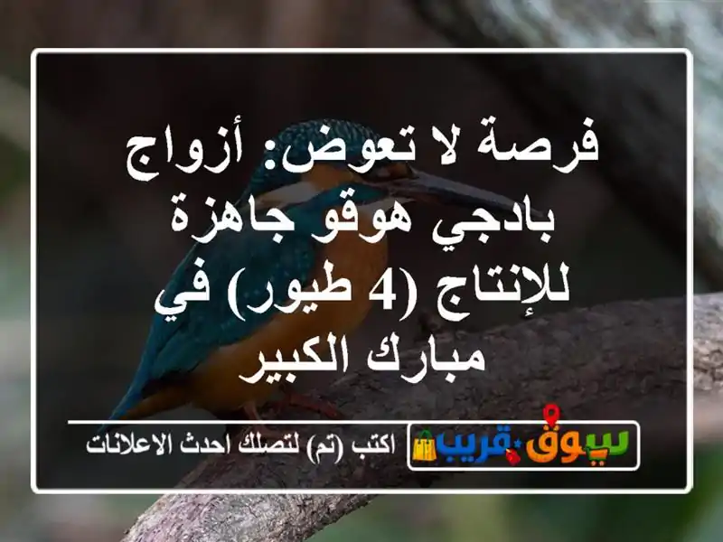 فرصة لا تعوض: أزواج بادجي هوقو جاهزة للإنتاج (4 طيور)...