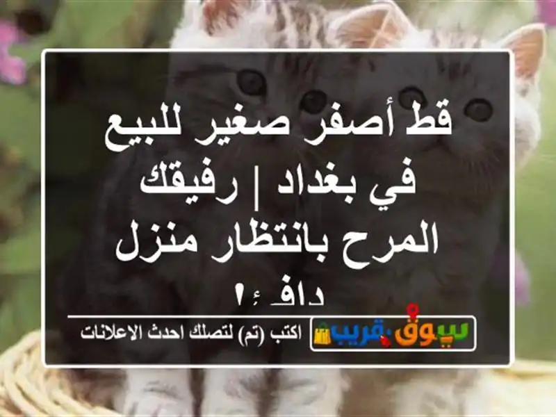 قط أصفر صغير للبيع في بغداد | رفيقك المرح بانتظار...