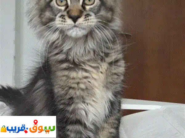 فرصة لا تعوض: قطط مين كون صغيرة لطيفة للتبني مجاناً...