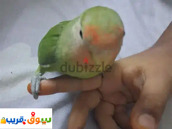 tamed love birds for sale