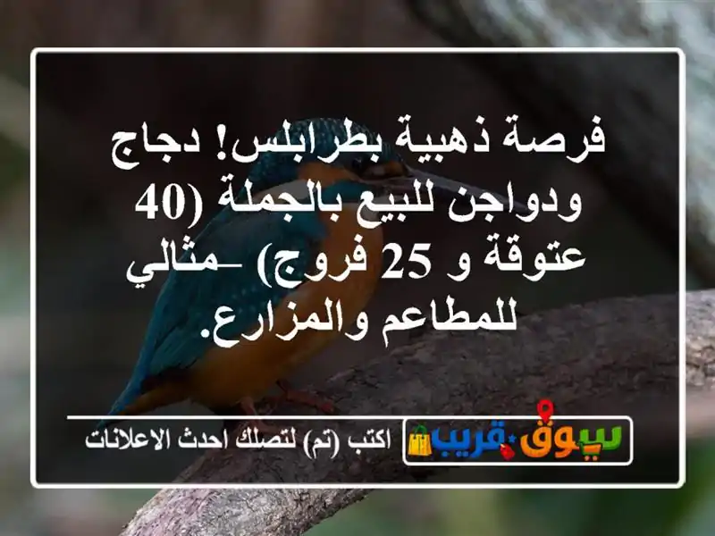 فرصة ذهبية بطرابلس! دجاج ودواجن للبيع بالجملة (40...
