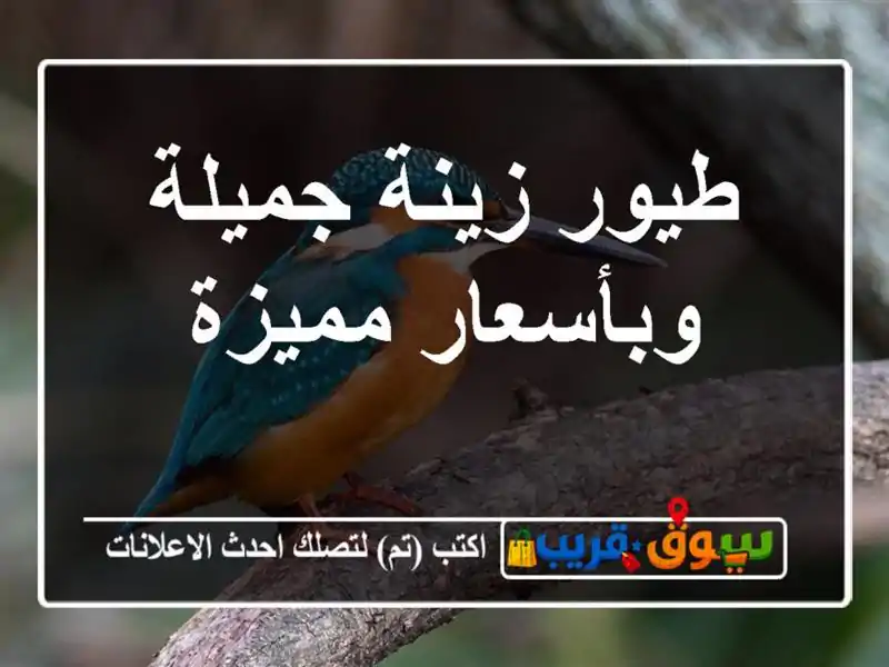 طيور زينة جميلة وبأسعار مميزة