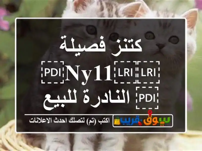 كتنز فصيلة ⁦⁦ny11⁩⁩ النادرة للبيع