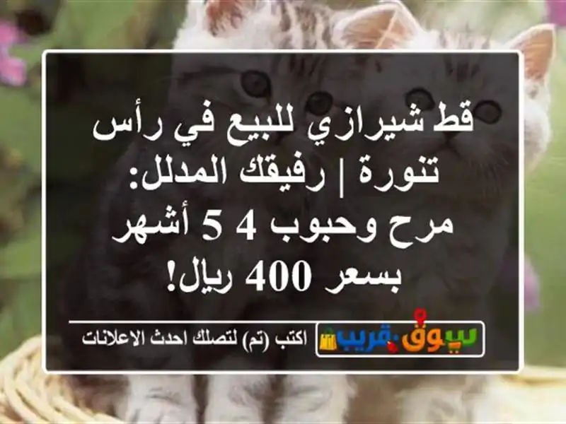 قط شيرازي للبيع في رأس تنورة | رفيقك المدلل: مرح...