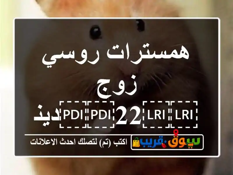 همسترات روسي زوج ⁦⁦22⁩⁩دينار