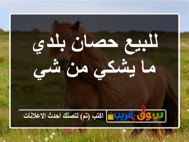 للبيع حصان بلدي ما يشكي من شي