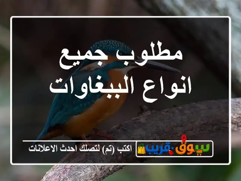 مطلوب جميع انواع الببغاوات