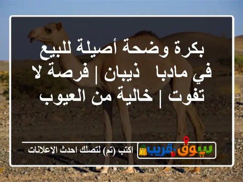 بكرة وضحة أصيلة للبيع في مادبا - ذيبان | فرصة لا تفوت...